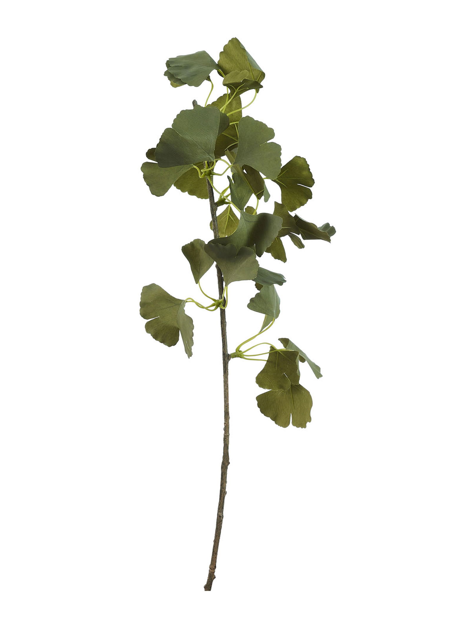 Ginkgo 75 cm Yeşil